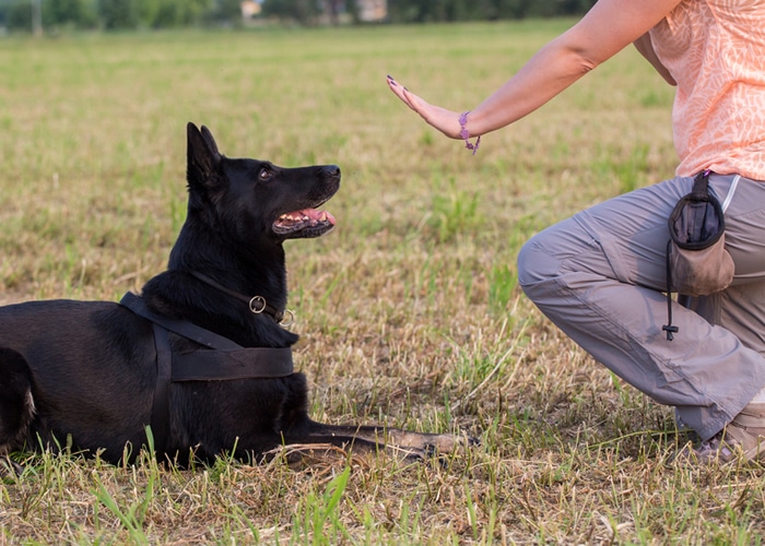 Educateur canin à Sainte-Geneviève-des-Bois