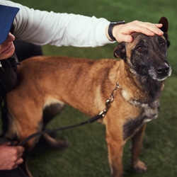 Bilan comportemental canin Sainte-Geneviève-des-Bois