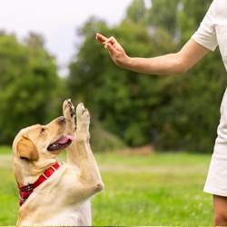 Comportementaliste canin à Sainte-geneviève-des-bois